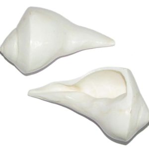 Energised Abhimantrit Aadhyathmik DakshinMukhi Dakshinavarti Shankh Valampuri Shankh One Piece - S905816