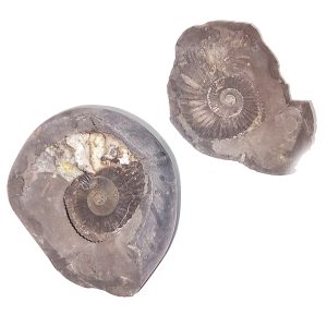 Lakshmi Narayana Gandhaki Nadhi Nepal Salagram - S9067