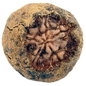 Natural Dried Rudraksha Fruit - S100606-02