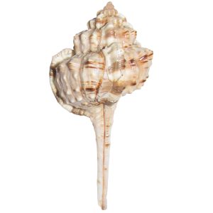 Kubera Hanuma Gadha Natural Shankh Sea Shell- S902628