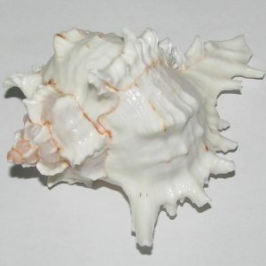 Natural Kurma Shankh Conch Sea Shell - A0350-06