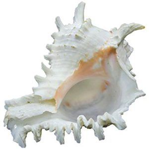 Natural Garuda Shankh Conch Sea Shell - A0350-07