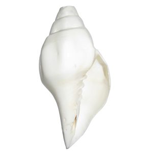 Rare Five Line Vamavruthi Blow Conch Edampuri Blow Sankh 6 Inch - S906108