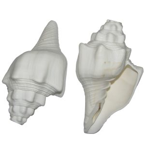 Natural 4 Step Blowing Shankh Bajanewala shankh 5-6 Inches - S906968