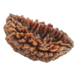 Energised Abhimantrit 100% Natural Eka Mukhi One Face 1 Mukhi Rudraksha Half Moon Shape Kaju Shape Sinks in Water - S610052