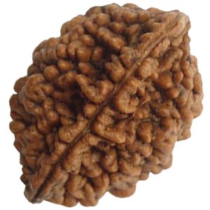 Energised Abhimantrit 100% Natural Do Mukhi 2 Face Two Mukhi Dwi Mukh Rudraksha Oval Shape Sinks in Water - A1006-02