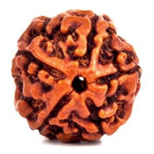 Energised Abhimantrit 100% Natural Panch Mukhi 5 Mukhi Rudraksha (Five Face) Sinks in Water - S210093-02