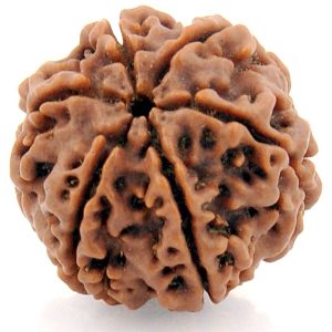 Energised Abhimantrit 100% Natural Cheh Mukhi 6 Mukhi Rudraksha (Six Face) Sinks in Water - S210103-02