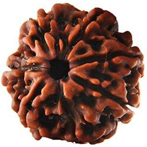 Energised Abhimantrit 100% Natural Saat Mukh 7 Mukhi Rudraksha (Seven Face) Sinks in Water - S310112-02