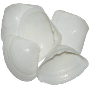 Natural Smooth Sea Shell Kadal Chippi White Samudrapu Gavvalu Kadal Chippi (5Pieces) - A1031-01