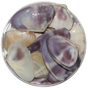 Violet Colour Natural Sea Shells 100 Grams - A1038