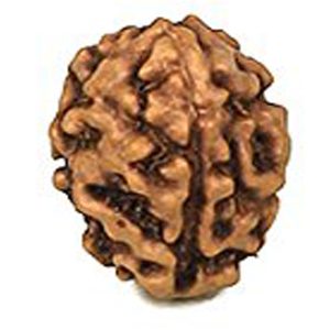 Energised Abhimantrit 100% Natural Teen Mukhi 3 Mukhi Small Size Java Indonesia Rudraksha (Three Face) Sinks in Water - S210433