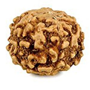 Energised Abhimantrit 100% Natural Chaar Mukhi 4 Mukhi Small Size Java Indonesia Rudhraksha (Four Face) Sinks in Water - S210443