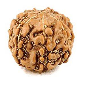 Energised Abhimantrit 100% Natural Panch Mukhi 5 Mukhi Small Size  Java Indonesia Rudraksha (Five Face) Sinks in Water - S210453