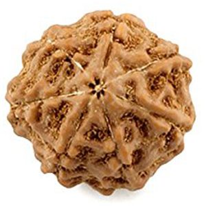 Energised Abhimantrit 100% Natural Saat Mukhi 7 Mukhi Small Size Java Indonesia Rudraksha (Seven Face) Sinks in Water - S210473