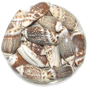 Brown and White Sea Shells 100 Grams - S911008