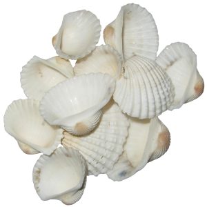 Natural Sea Shell Kadal Chippi White Samudrapu Gavvalu Kadal Chippi (11Pieces) 2Inch - S919738