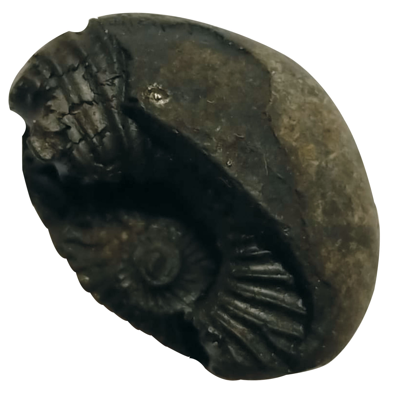 Aadhyathmik 100% Original Natural Sacred Janardhan Shaligram Shila from Nepal Gandhaki Nadhi Salagram Shalagram 1inch 6g - S9067-30