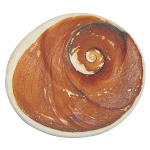 Aadhyathmik Mega Gomati Chakr Raja Gomathi Chakra 40mm – S916568RGC