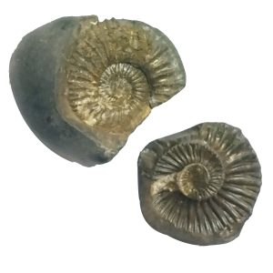 Aadhyathmik Natural Sacred Lakshmi Hayagriva Shaligram Shila from Nepal Gandhaki Nadhi 1.5 Inch Salagram Shalagram - S9067-24