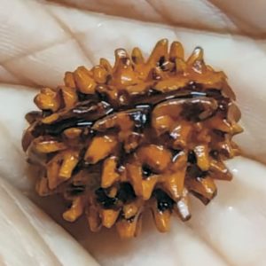 Aadhyathmik Eka Mukhi Rudraksh One Mukhi Rudraksha 1 Face Rudraksha 20mm Size - S9110