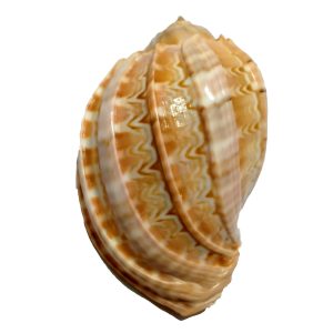 Aadhyathmik Very Rare Tantrik Curry Shank Curvy Sankh 3.5 Inch - S9035-03