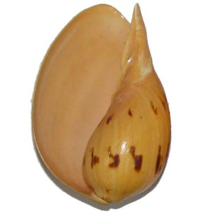 Aadhyathmik Dhanakarshana Lakshmi Tantra Patra Shell Shankh 4Inch for Money Related Remedy - S905918