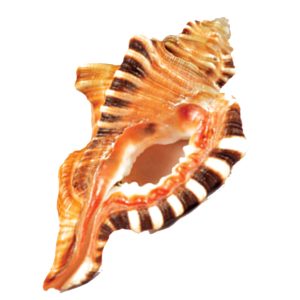 Ganesh Shankhuvu Vijayalanu Sadhistharu to achieve Victories - S911218