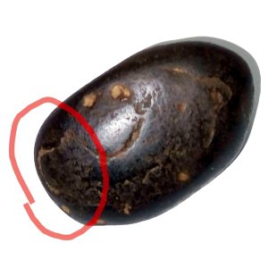 Panchamukhi Hanuman Salagram Shila from Gandhaki Nadhi Nepal - S9067-14