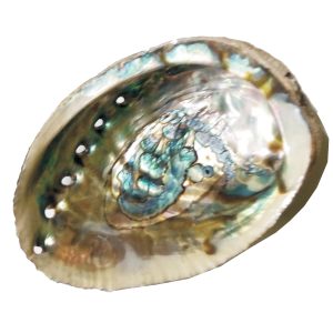 Rainbow Pearl Shell - S866689
