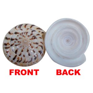 Sudarshan Chakra Vishnu Sudharsana Chakram Sudarsana Shell 1.5 Inch - S911887