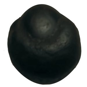 Thara Shaligram Tara Salagram Shila from Gandhaki Nadhi Shalagram Nepal 2 Inch - S9067-16