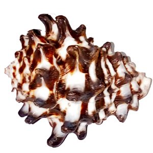 Vaasthu Dosh Nivarana Vastu Remedy Shank - S9093