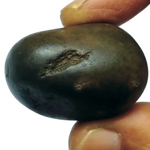 S9067-108 – Aadhyathmik 100% Original Natural Sacred Damodhar Shaligram from Nepal Gandhaki Nadhi 1½inch 36grams