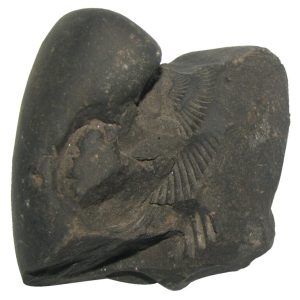 S9067-97 – Aadhyathmik 100% Original Natural Sacred Pundarikaksha Shaligram Shila from Nepal Gandhaki Nadhi Pundrikaksh Salagram Pundarikaksh Shalagram 1½inch 58grams