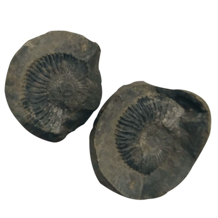 Aadhyathmik 100% Original Natural Sacred Lakshmi Narayana Shaligram Shila from Nepal Gandhaki Nadhi Salagram Shalagram 2inch 134grams – S9067-43