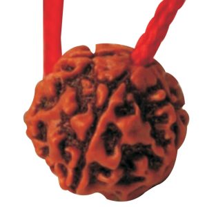 A1009-T – Aadhyathmik 5 Mukhi Nepali Rudraksh Pancha Mukhi Nepal Rudarksh in Sacred Thread