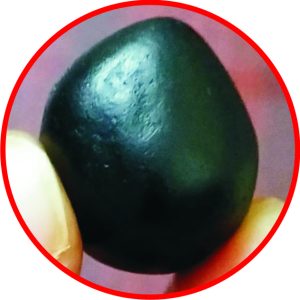 S9067-80-02 – Aadhyathmik Govinda Shaligram Srinivasa Salagram from Nepal Gandhaki Nadhi 100% Original Natural Sacred Shalagram 1inch 9grams